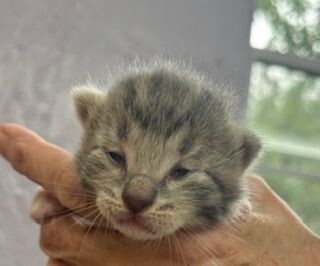 Joey Bear thumbnail 2