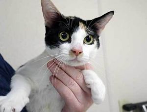 788299, Adult Female unknown