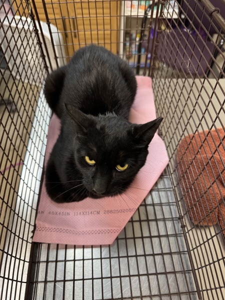 Professor X, an adoptable Domestic Short Hair in Spokane Valley, WA, 99212 | Photo Image 1