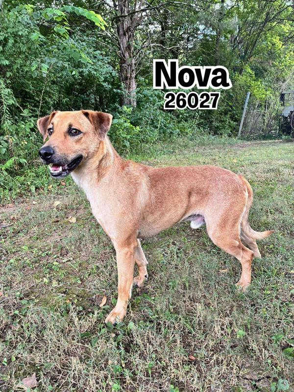 Nova