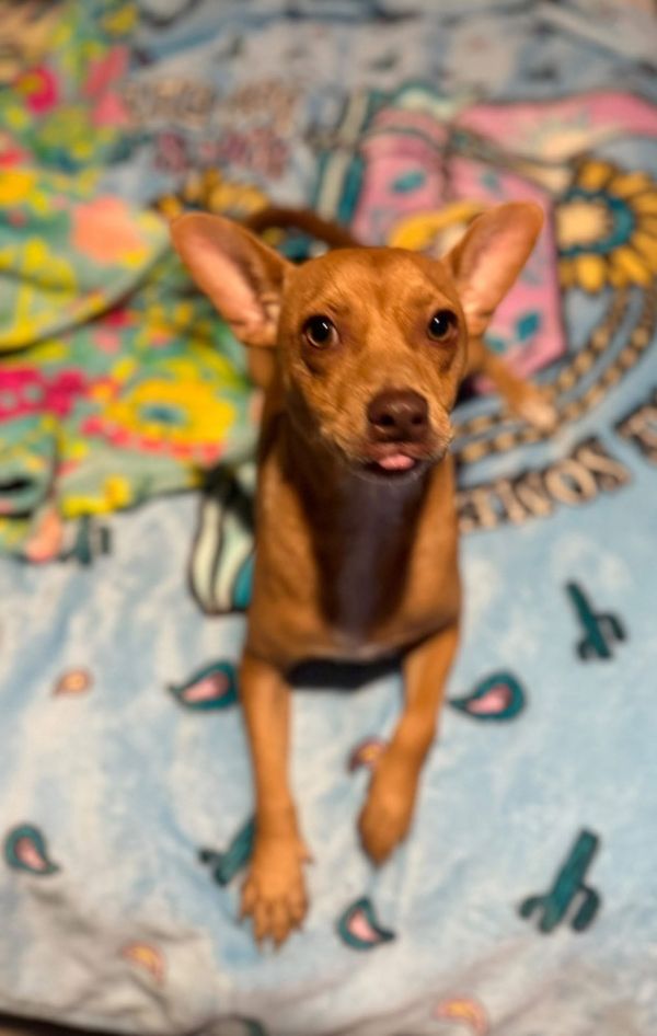 Nala thumbnail 2