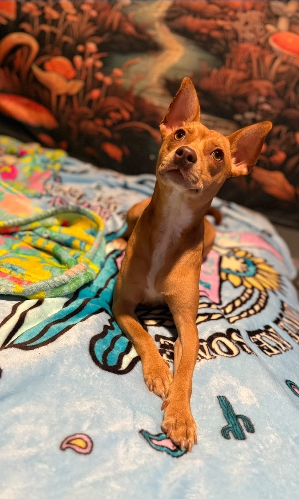 Nala thumbnail 3