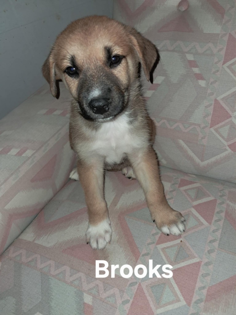 Brooks