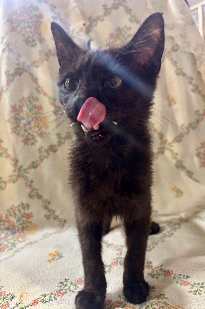 Black Widow, an adoptable Domestic Short Hair in Corpus Christi, TX, 78415 | Photo Image 1