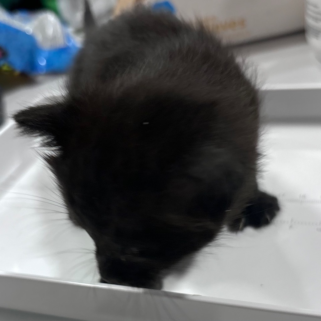 Black Widow, an adoptable Domestic Short Hair in Corpus Christi, TX, 78415 | Photo Image 2