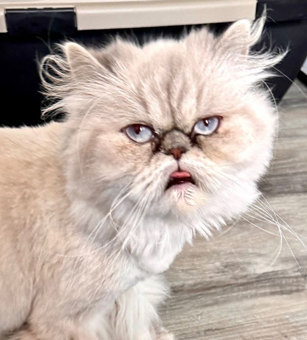 Chloe-gorgeous Himalayan!