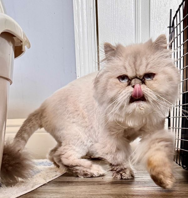 Chloe-gorgeous Himalayan! thumbnail 2