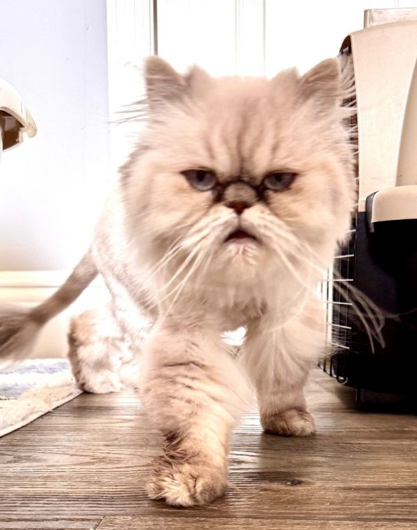 Chloe-gorgeous Himalayan! thumbnail 3