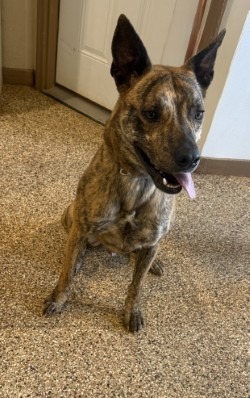 Thor ll (Tank), an adoptable Mixed Breed in Hot Springs, SD, 57747 | Photo Image 1