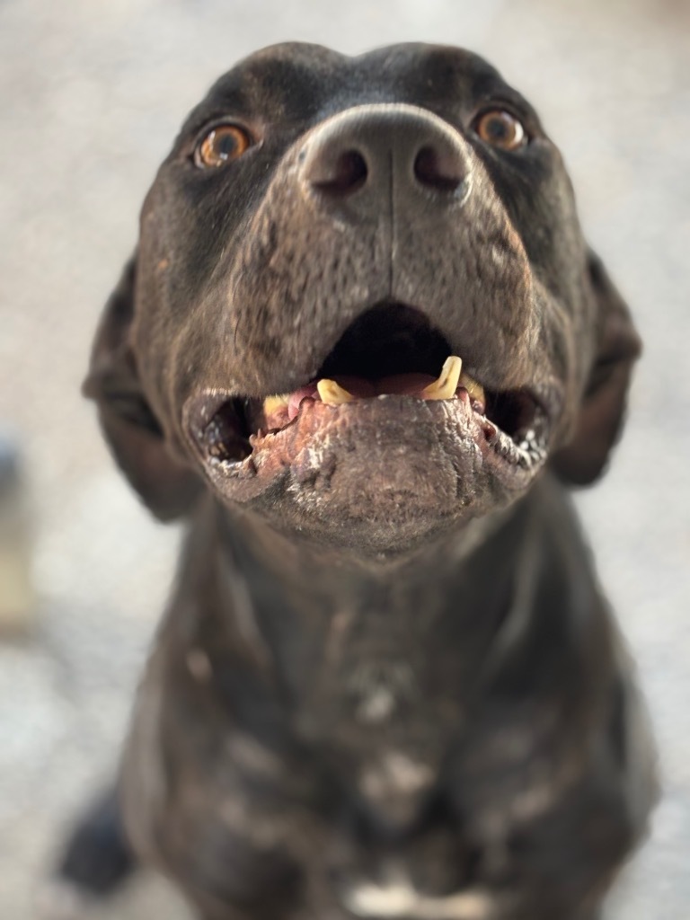 Onyx