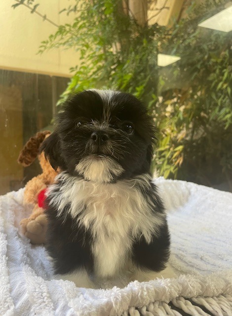 Love Island Pups (ACE)