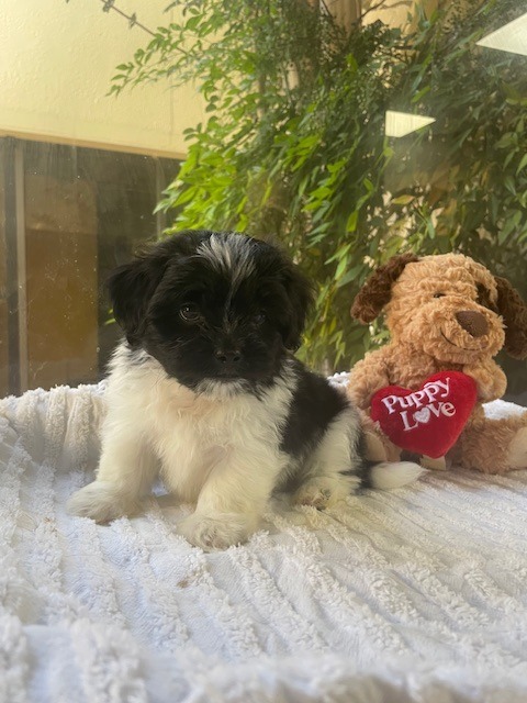 Love Island Pups (TAYLOR)