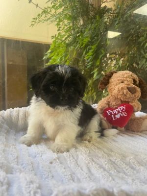 Love Island Pups (TAYLOR), Baby Male unknown
