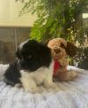 Love Island Pups (TAYLOR) photo 2