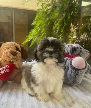 Love Island Pups (OLANDRIA), Baby Female unknown