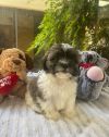 Love Island Pups (OLANDRIA) photo 2