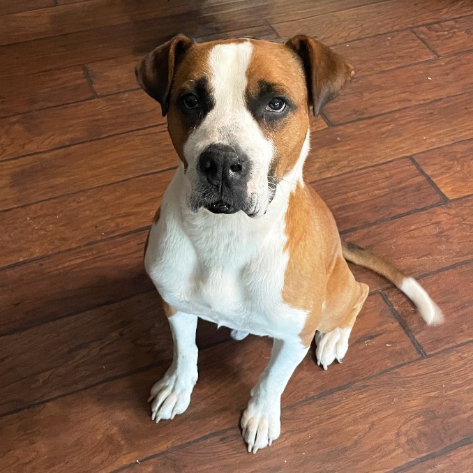 Ruger