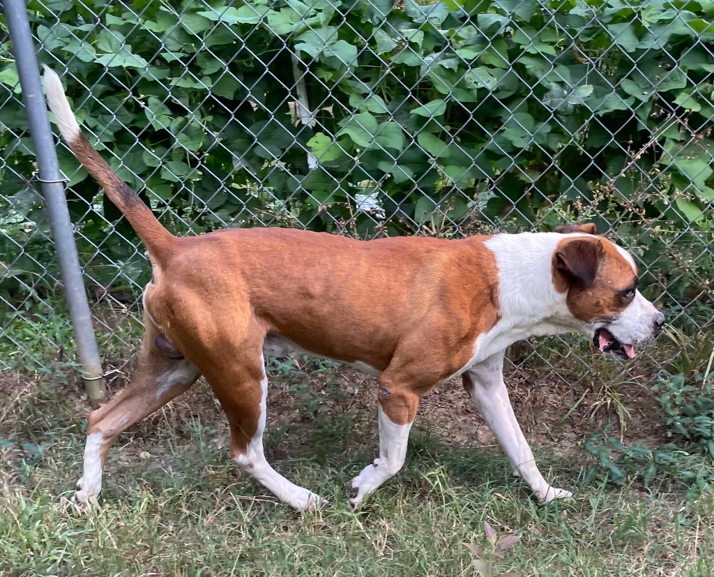 Ruger