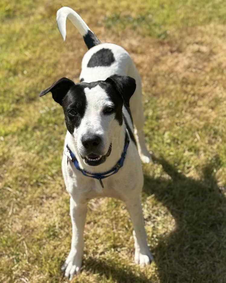 Skipper