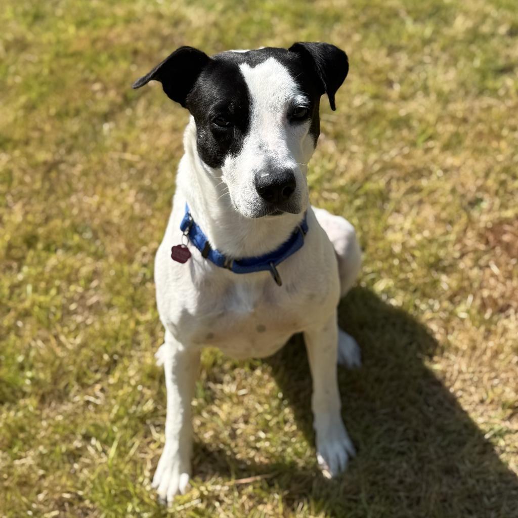 Skipper