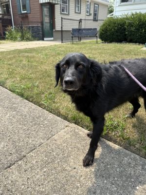 Coco, Adult Female unknown