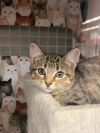 Clarabelle photo 1