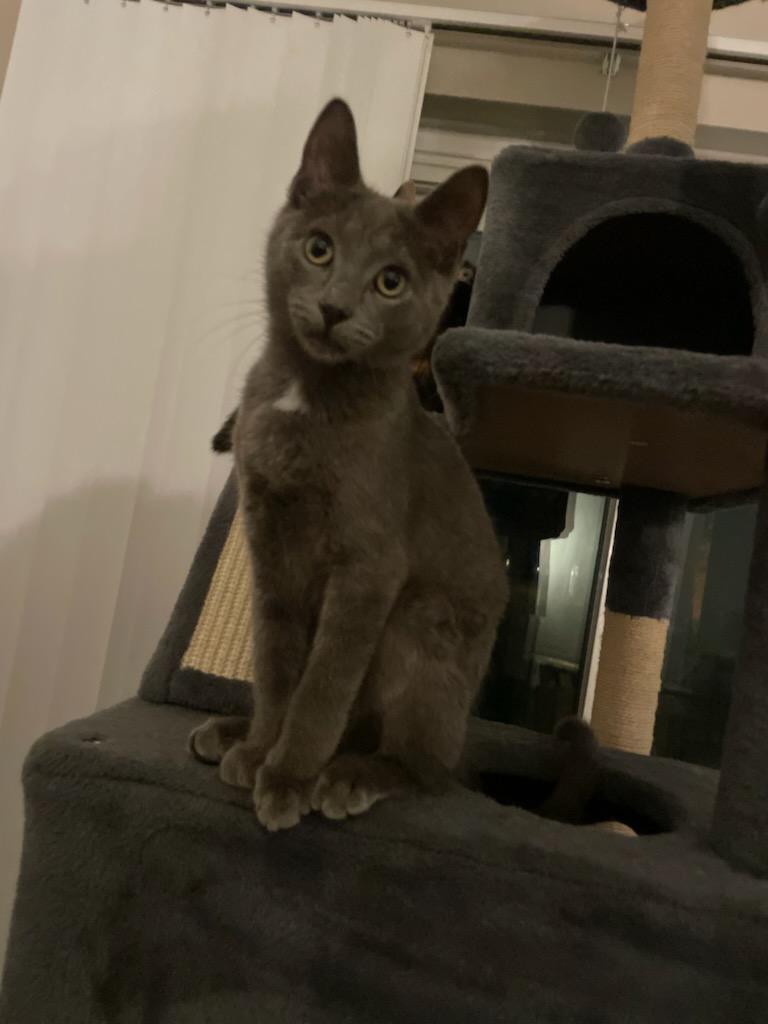 Orion