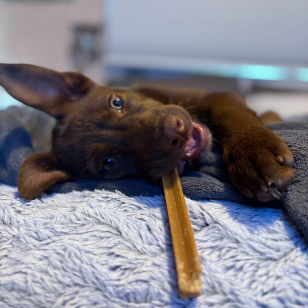 Moose