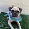 Baby girl Buttercup photo 1