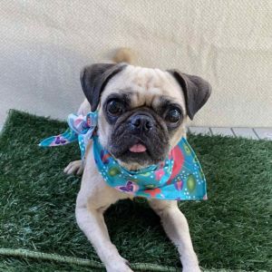 Baby girl Buttercup, Adult Female unknown