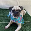 Baby girl Buttercup photo 3