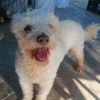 Snoopy photo 1