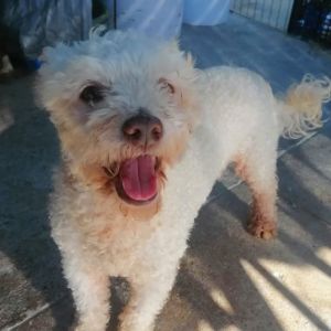Snoopy, Adult Male unknown