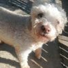 Snoopy photo 2