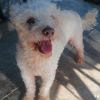Snoopy photo 3