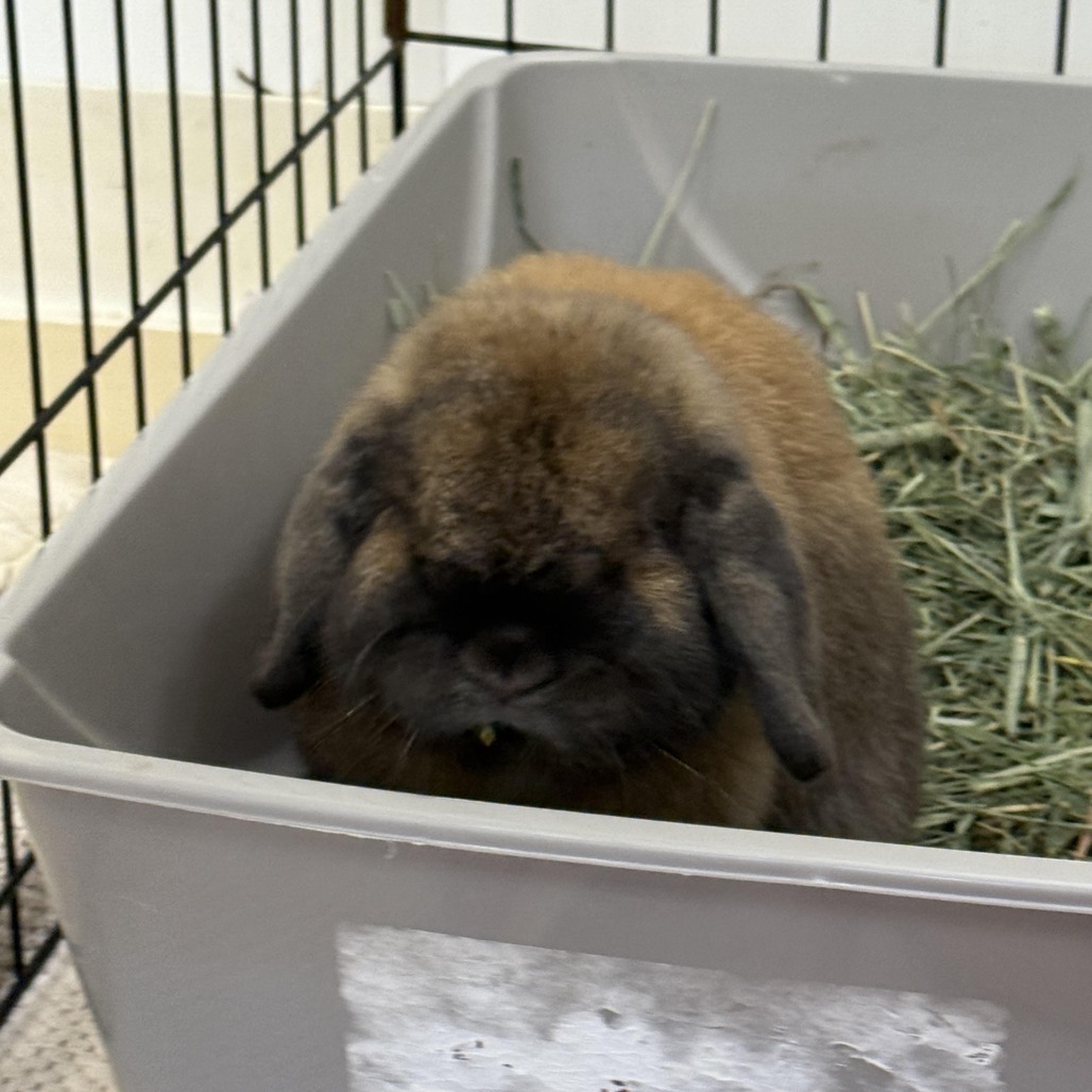 Cocobean