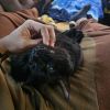 Pumbaa photo 2