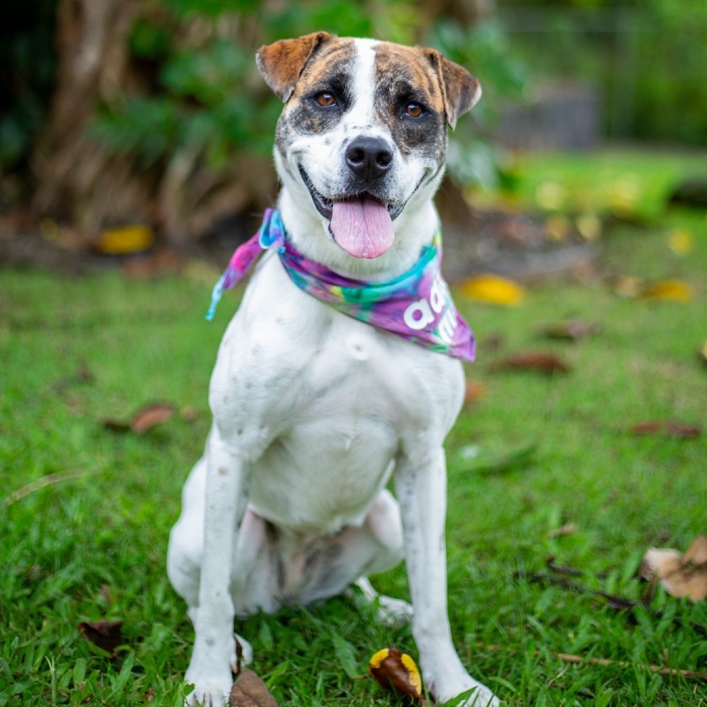 Pop-Tart, an adoptable Mixed Breed in Kailua Kona, HI, 96740 | Photo Image 1