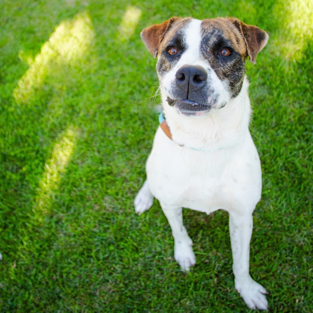 Pop-Tart, an adoptable Mixed Breed in Kailua Kona, HI, 96740 | Photo Image 2