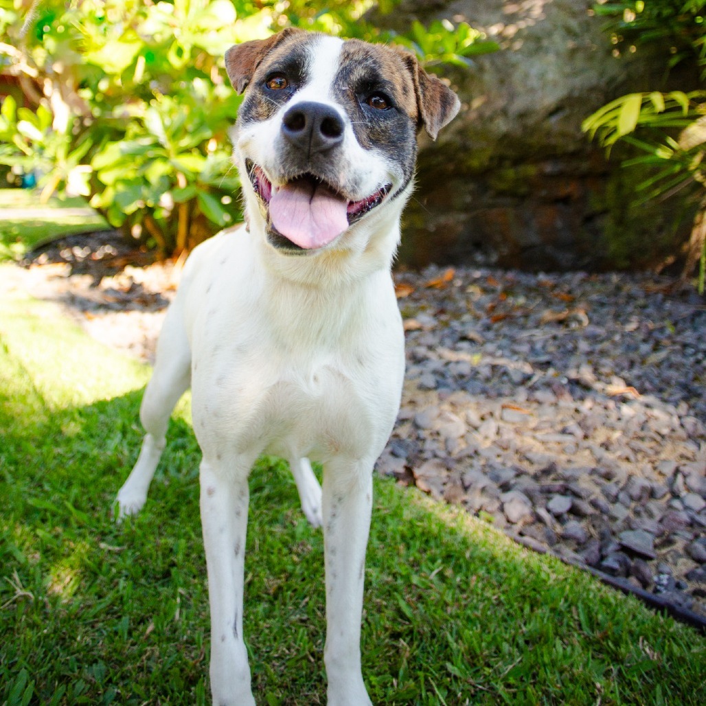 Pop-Tart, an adoptable Mixed Breed in Kailua Kona, HI, 96740 | Photo Image 4