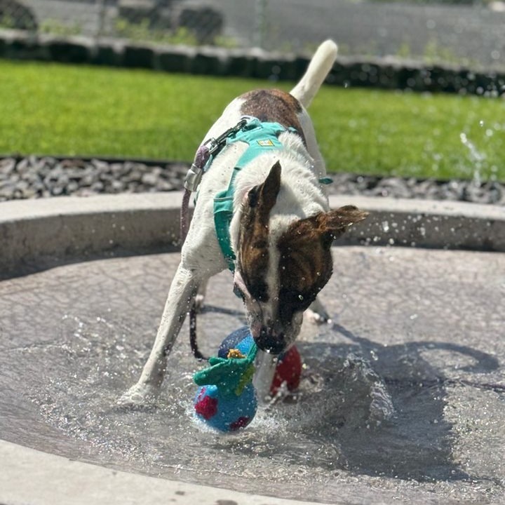 Pop-Tart, an adoptable Mixed Breed in Kailua Kona, HI, 96740 | Photo Image 6