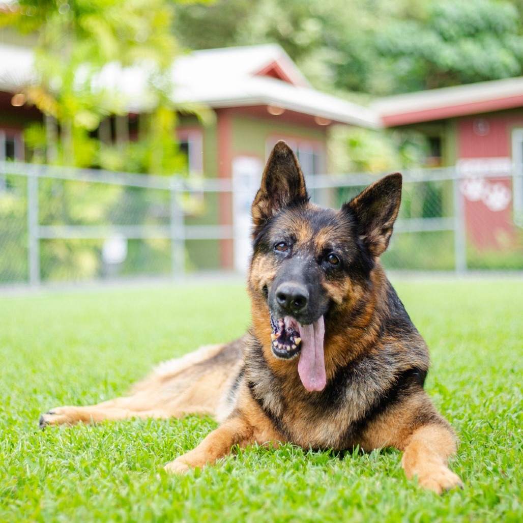 Cher, an adoptable German Shepherd Dog in Kailua Kona, HI, 96740 | Photo Image 1