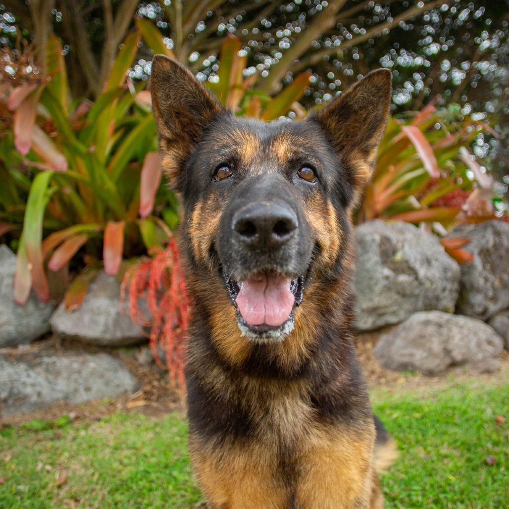 Cher, an adoptable German Shepherd Dog in Kailua Kona, HI, 96740 | Photo Image 2
