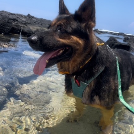 Cher, an adoptable German Shepherd Dog in Kailua Kona, HI, 96740 | Photo Image 4