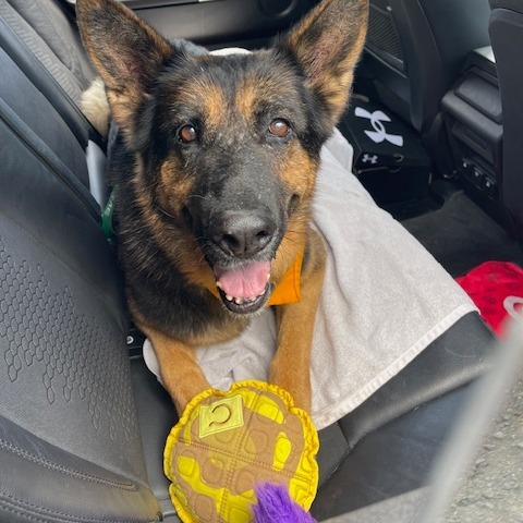 Cher, an adoptable German Shepherd Dog in Kailua Kona, HI, 96740 | Photo Image 5