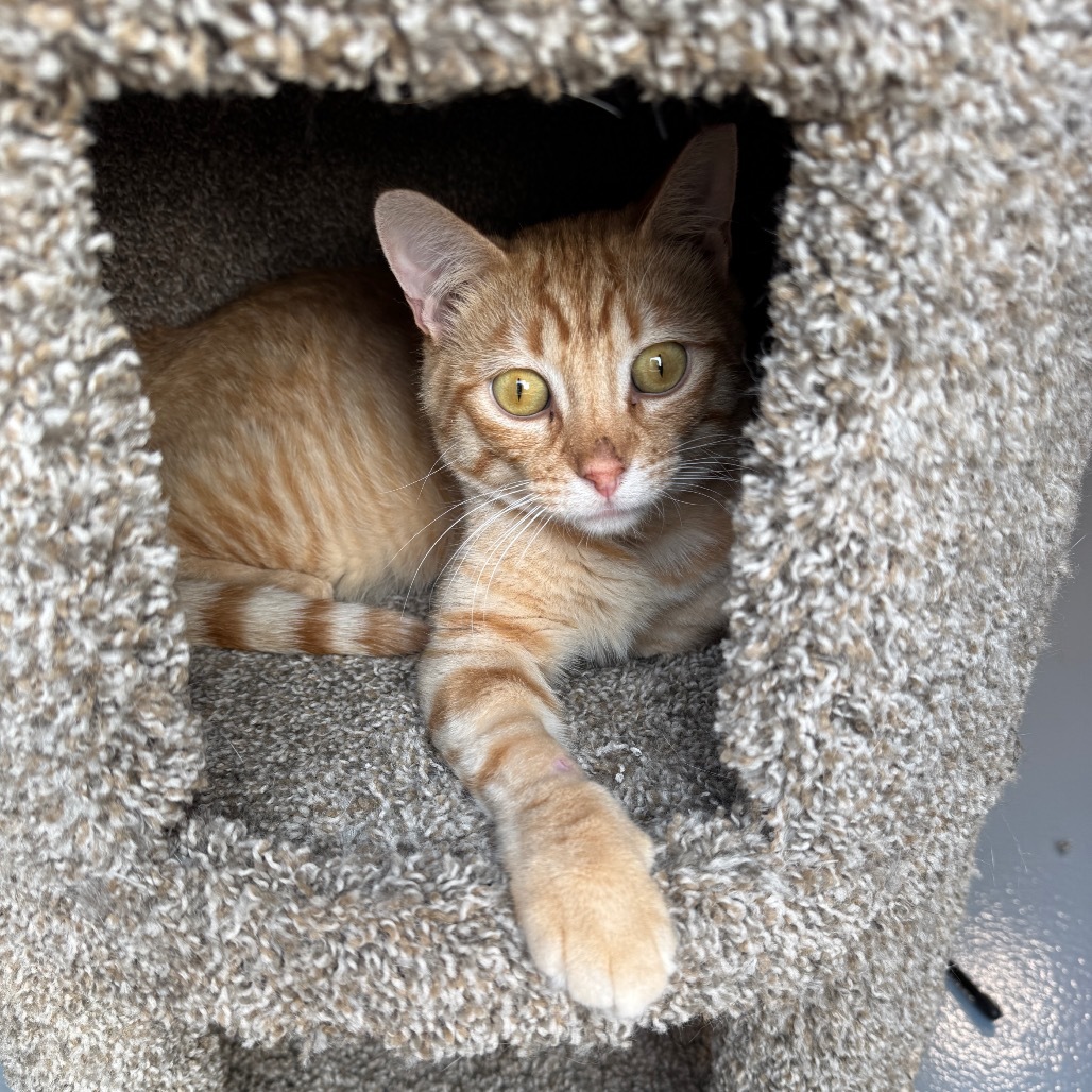 Beans, an adoptable Domestic Short Hair in Bismarck, ND, 58507 | Photo Image 1