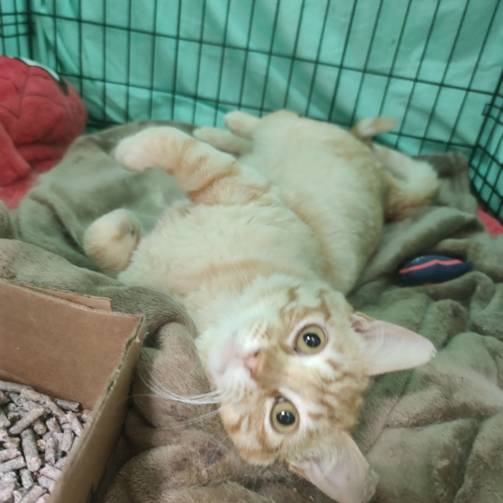 Beans, an adoptable Domestic Short Hair in Bismarck, ND, 58507 | Photo Image 2