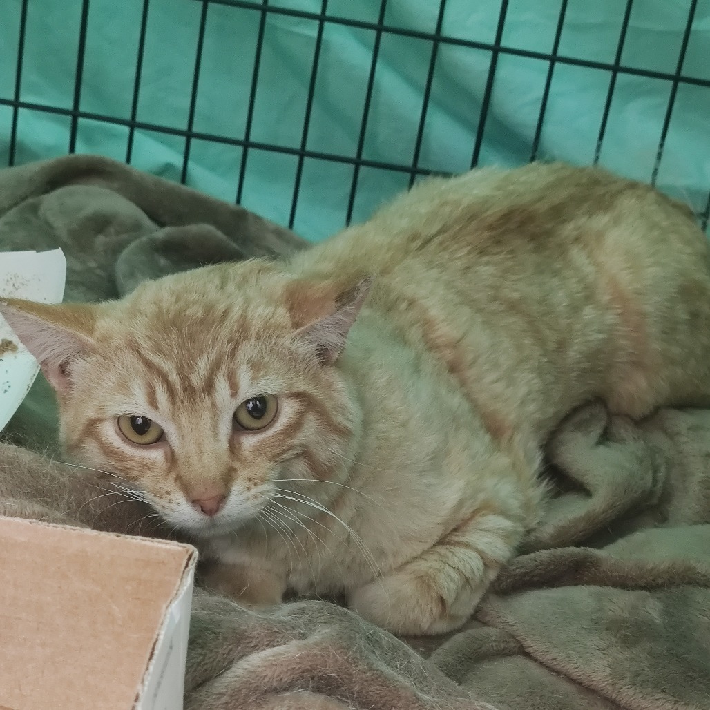 Beans, an adoptable Domestic Short Hair in Bismarck, ND, 58507 | Photo Image 3
