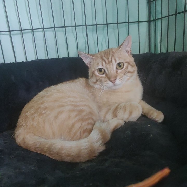 Beans, an adoptable Domestic Short Hair in Bismarck, ND, 58507 | Photo Image 5