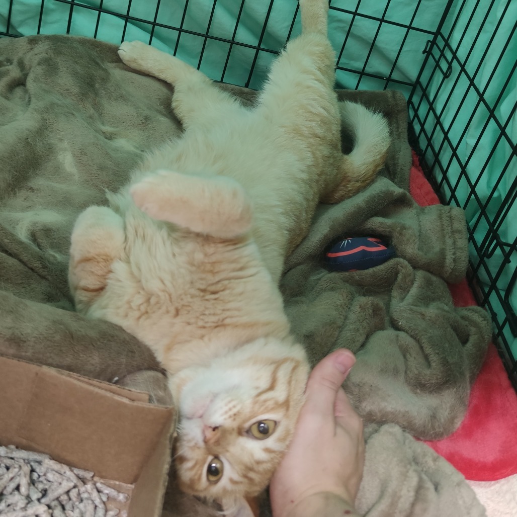 Beans, an adoptable Domestic Short Hair in Bismarck, ND, 58507 | Photo Image 5
